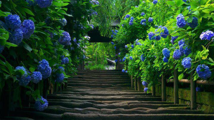 Old Stairs Blue, Hydrangea, Japan