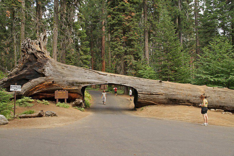 Tunnel Log in Sequoia National Park, USA