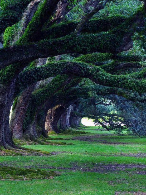 300 year old oak trees, Oak Alley Plantation, Louisiana, USA