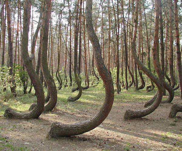 Crooked Forest , Poland