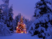 Decorated Christmas Tree In The Nature