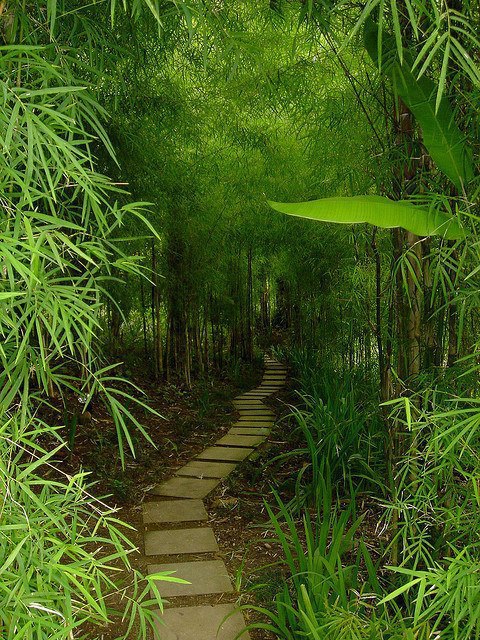 Bamboo Trail In Bali , Indonesia
