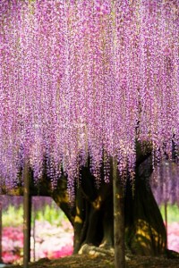 Giant Wisteria in Japan