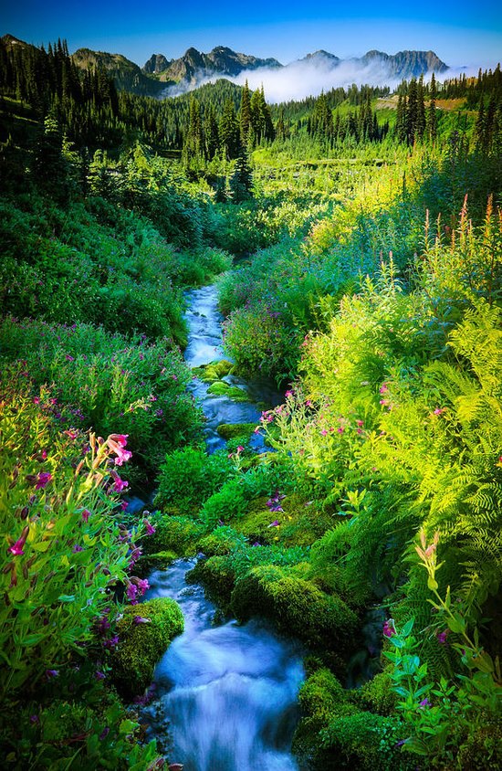 Paradise Creek in Mount Rainier National Park, Washington, USA