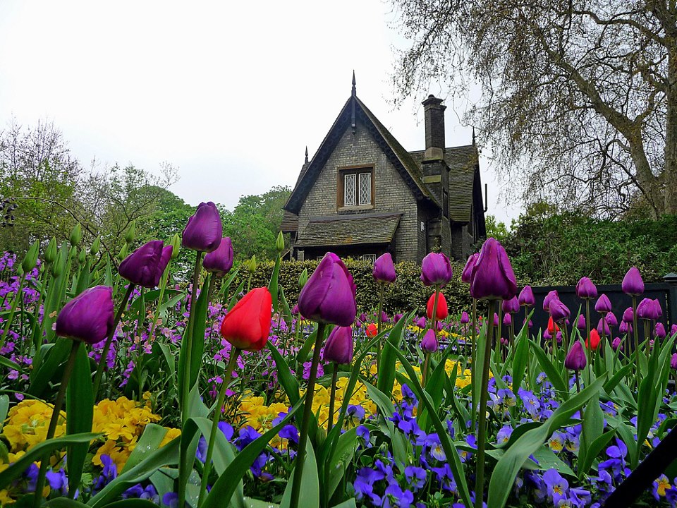 Purple Tulips , Hyde Park , London , England