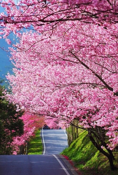 Wonderful Cherry Blossom