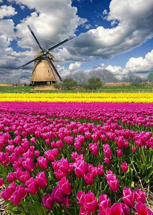 Wonderful View of Tulip Fields, The Netherlands