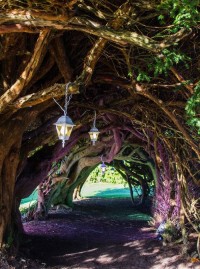 Yew Tunnel at Aberglasney Wales, England