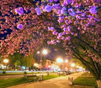 City night scene with Japanese cherry blossom in Uzhgorod City, Ukraine