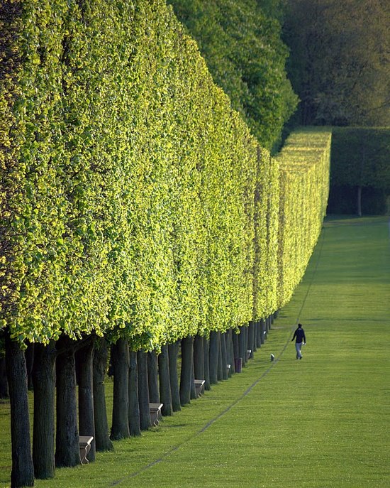 Wonderful Green Wall in Château de Sceaux, Paris, France
