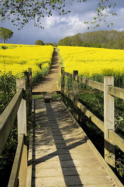 Rapeseed Field at Northiam, East Sussex, England