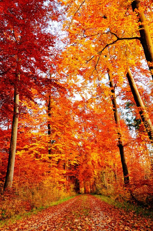 Autumn Road, Bavaria, Germany