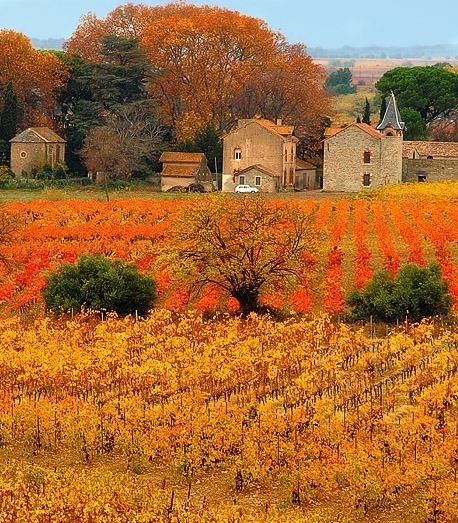 Autumn Vineyard, Provence, France