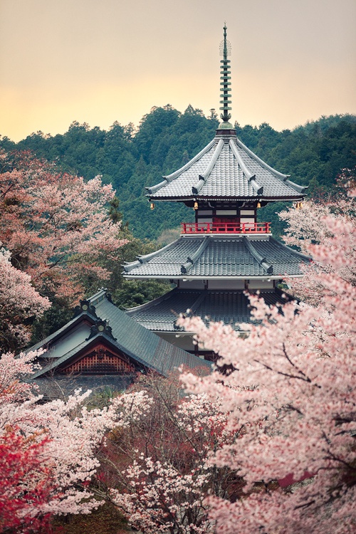 Cherry tree in full bloom Kinpusenji pagoda, Mount Yoshino, Nara, Japan