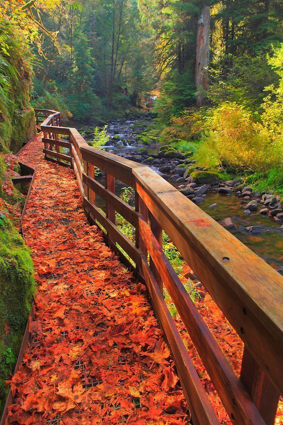 Creek Falls Catwalk, Oregon, USA