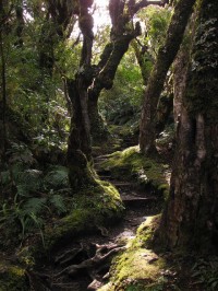 Goblin Forest, Egmont National Park, New Zealand