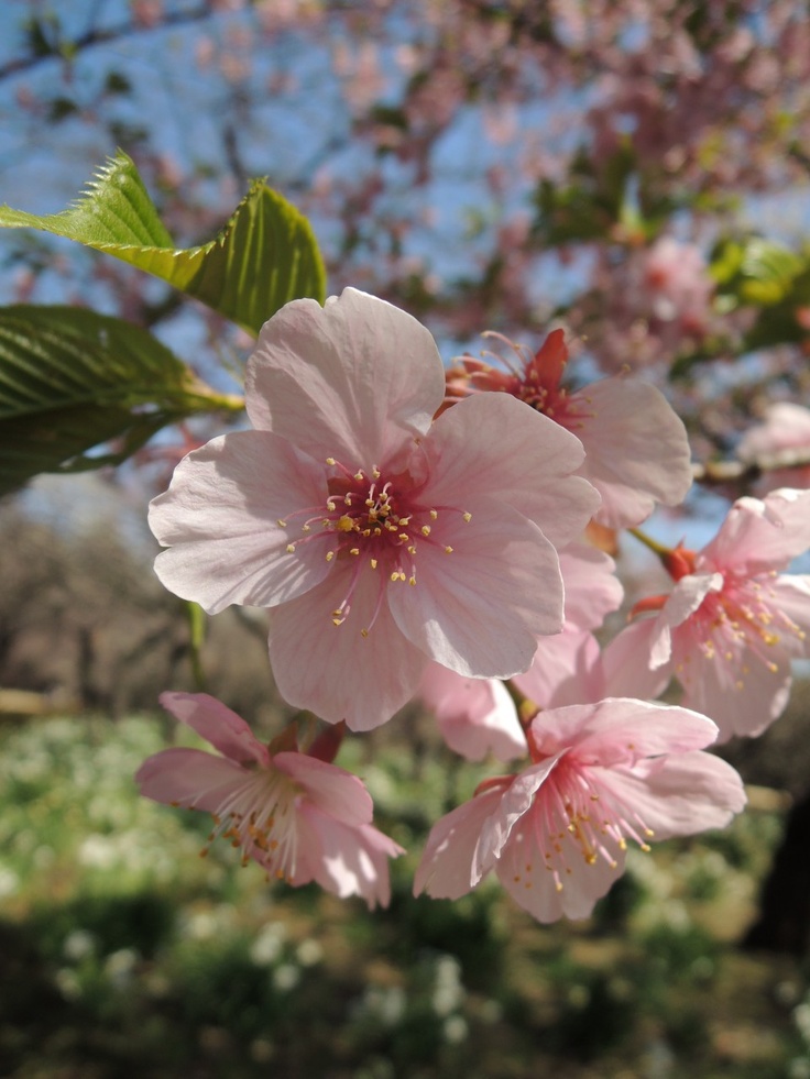 Little cherry blossom shines on in Shinjuku Gyoen National Garden in central Tokyo, Japan