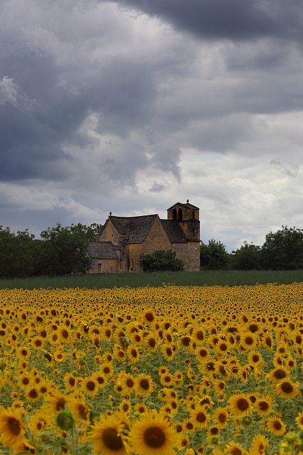 Sunflowers in Dordogne, France