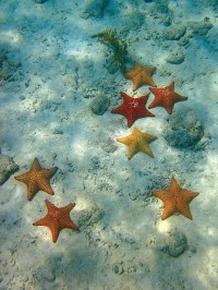 Wonderful Starfish Under Water