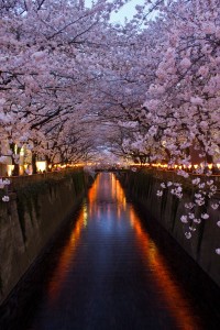 Cherry Blossoms, Meguru River, Tokyo, Japan