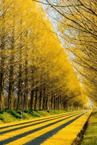Gingko Tree Highway, Japan