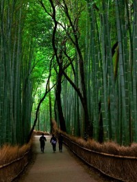 Bamboo Forest, Arashiyama, Japan