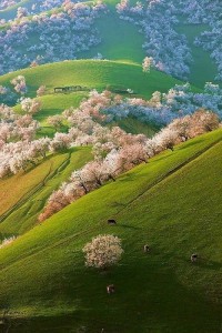 Spring Apricot Blossoms, Shinjang, China