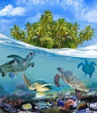 Sea Turtles at Tortuga Island