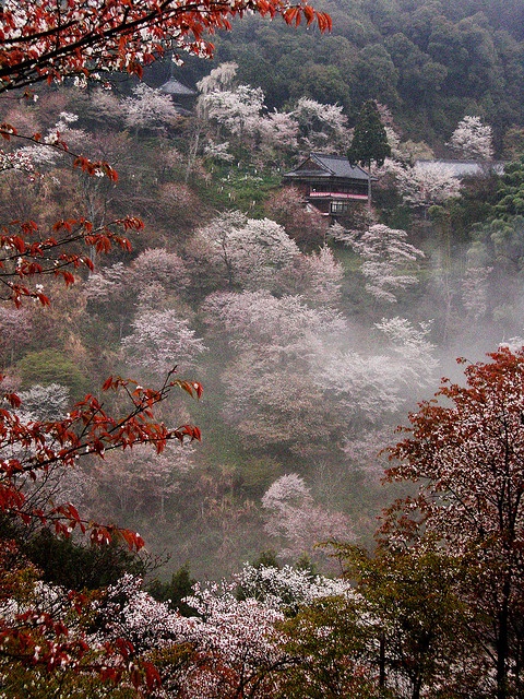 Cherry blossoms in full bloom at Mount Yoshino, Nara, Japan