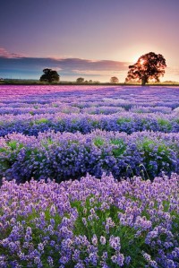 Sunset lavender fields, Provence, France