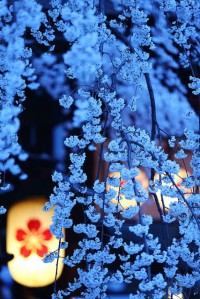 Cherry blossoms at night in Kyoto, Japan