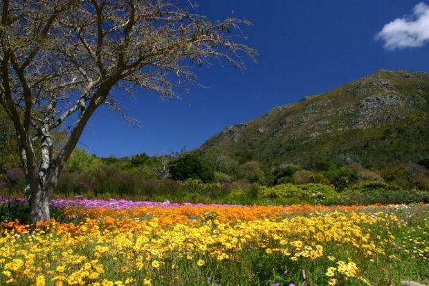 Kirstenbosch Botanical Gardens,South Africa
