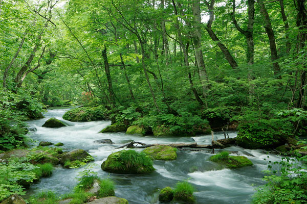 Oirase stream ,Japan