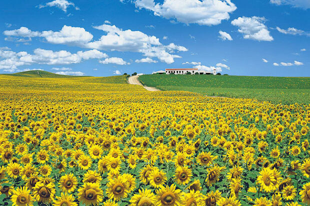 Sunflower fields ,Spain 