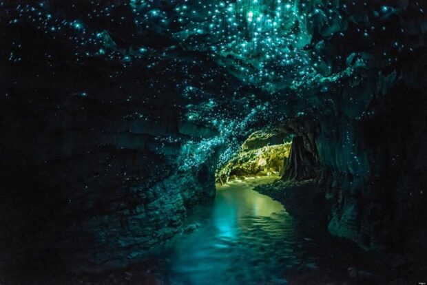 Waitomo Cave ,New Zealand 